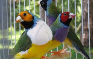 The Gouldian Guy | Gouldian Finches For Sale