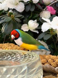 The Gouldian Guy | Gouldian Finches For Sale